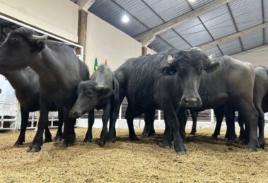 Búfalo valoriza no Rio Grande do Sul e preço do quilo vivo ultrapassa a marca de R$ 10
