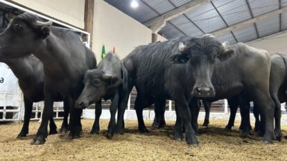 Búfalo valoriza no Rio Grande do Sul e preço do quilo vivo ultrapassa a marca de R$ 10