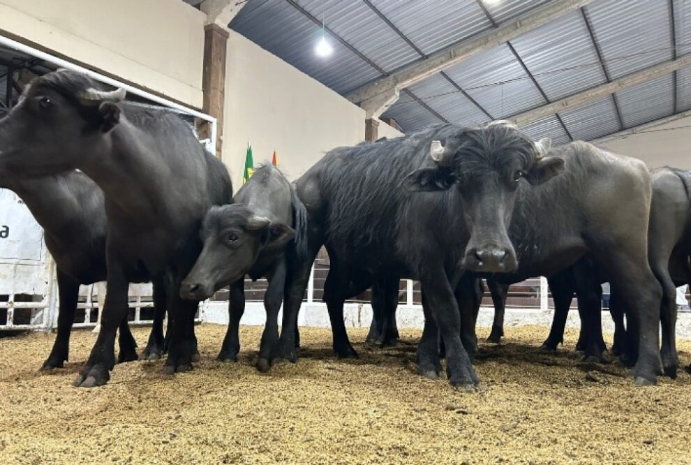 Búfalo valoriza no Rio Grande do Sul e preço do quilo vivo ultrapassa a marca de R$ 10