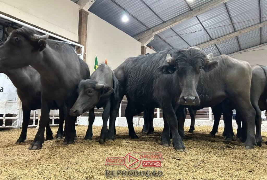 Búfalo valoriza no Rio Grande do Sul e preço do quilo vivo ultrapassa a marca de R$ 10